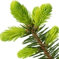 أصماغ التنوب