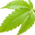 القنب