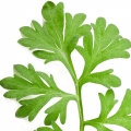 الشيح
