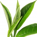 الشاي الأخضر